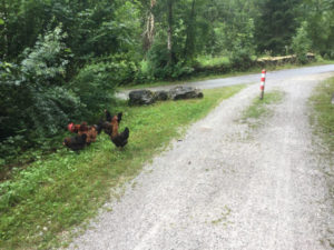 Hühner - Radweg - Lofer - Mozart-Radweg